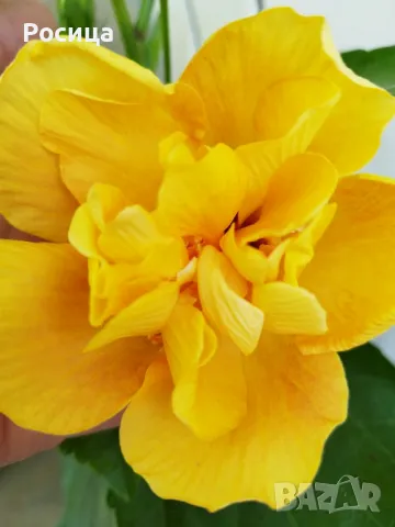 китайска роза 