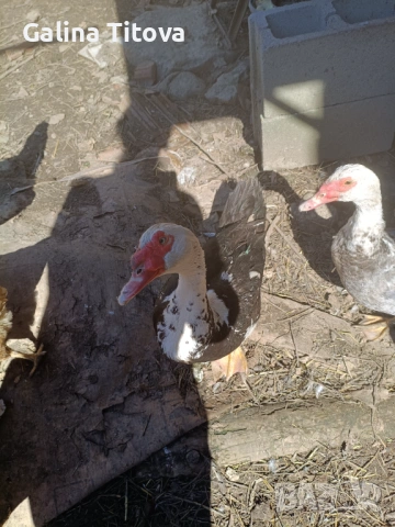 Неми патици