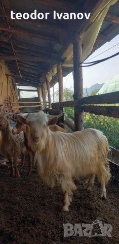 140 кози и пръчове има и отделно към 20 миналогодишни ярета