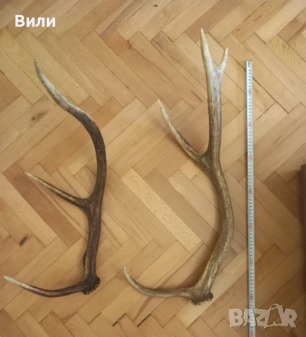 рога от елен, снимка 2 - Декорация за дома - 50473528