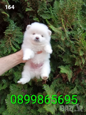 Бял мъжки Померан. Реални снимки ! 