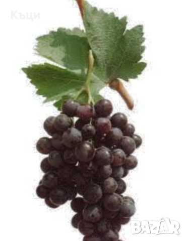 Лозови пръчки от Хамбурски мискет. 