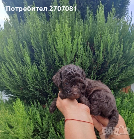 Шоколадови Пудели, снимка 15 - Пудели - 51360640