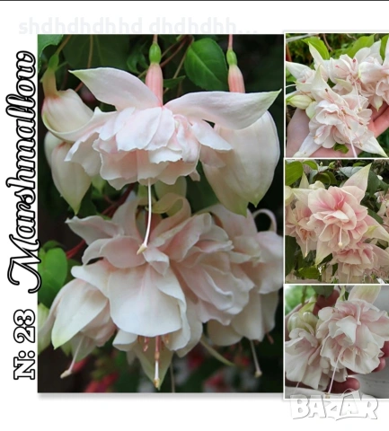 Фуксия за Градината и Балкона , снимка 12 - Градински цветя и растения - 54220620