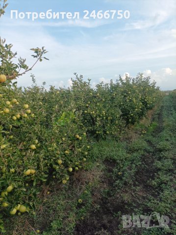 Продавам ябълкова градина, снимка 2 - Земеделска земя - 42316614