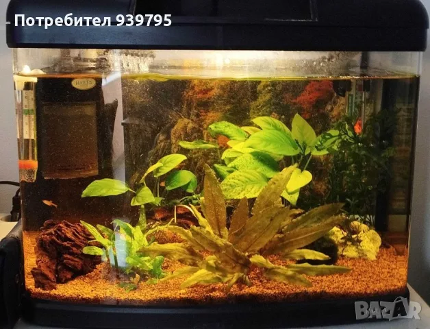 Малък аквариум  с няколко рибки