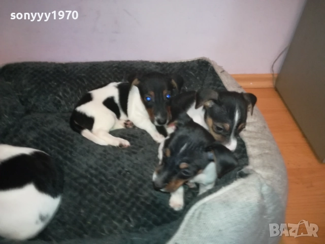 джак ръсел женски кутрета с паспорт и ваксина 1910251308, снимка 7 - Джак ръсел териер - 52105790