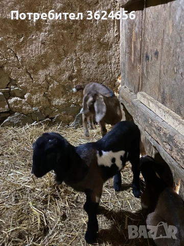 англо нубийски кози, снимка 6 - Кози - 54003597