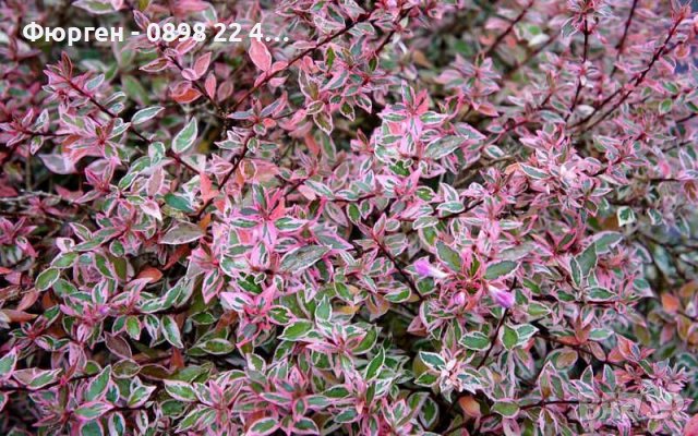 Абелия/ Abelia x grandiflora 'Confetti', снимка 2 - Разсади - 37551816