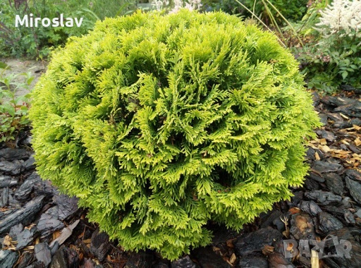 Туя Даника ауреа, снимка 4 - Градински цветя и растения - 51622457