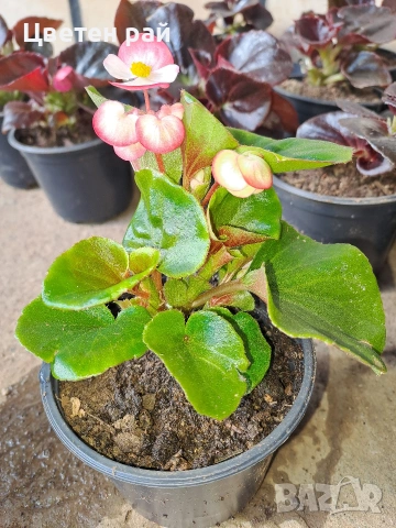 Градинска бегония , снимка 2 - Градински цветя и растения - 54237980