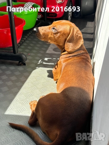 Мъжки дакел Майк си търси женски дакел за разплод., снимка 15 - Дакели - 48446225