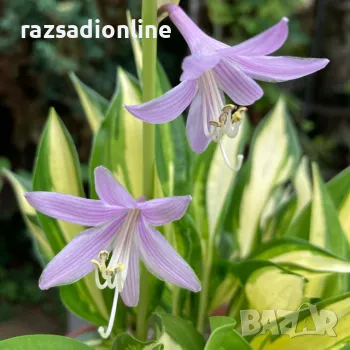 Хоста 'Lakeside Little Tuft'