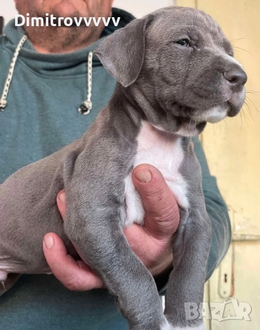 Продавам питбули , снимка 3 - Питбул - 52094738