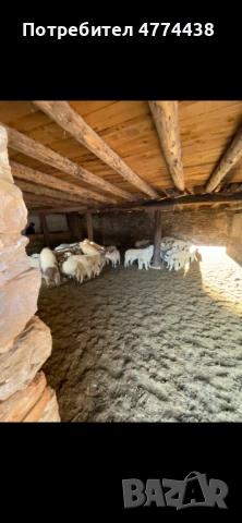 Продавам родопски агнета , снимка 2 - Овце - 53939009