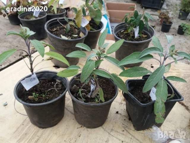 Салвия – растение с аромат и лечебна сила, снимка 3 - Разсади - 52507572