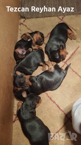 продавам Йорки, снимка 2 - Йоркширски териер - 54205886