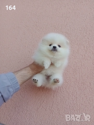 Бели Померани. Реални снимки !, снимка 3 - Померан - 54245867