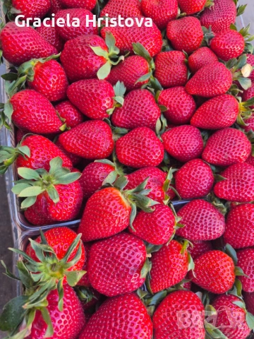 Продавам здрав разсад ягоди  целогодишни , снимка 10 - Сортови семена и луковици - 53945514