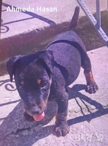 Куче ягдтериер