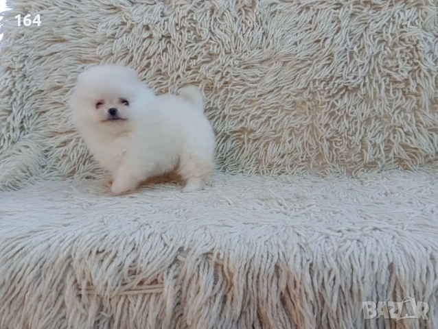 Мъжки Померан. Реални снимки от 06.04.26 г. , снимка 5 - Померан - 54106318