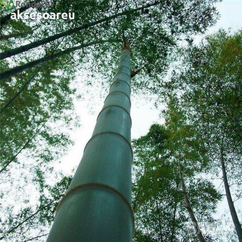 100 Семена от бамбук Moso-Bamboo красиво растение за вашата градина, за декорация , снимка 16 - Сортови семена и луковици - 19674349