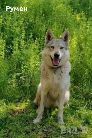 Чехословашки вълчак - немска овчарка + вълк , снимка 6 - Немска овчарка - 51837504