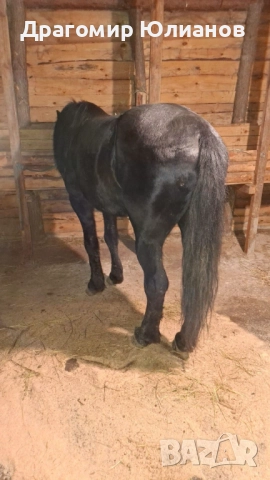 Продава се жребец 6 годишен 