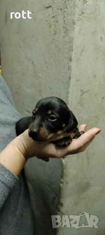 Дакел, снимка 4 - Дакели - 52740485