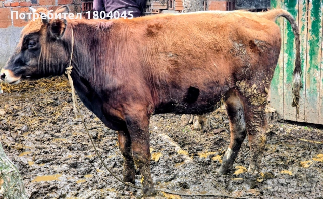 ПРОДАВАМ: 3 мъжки телета (скопени) 4 евро за килограм, общо тегло 1тон