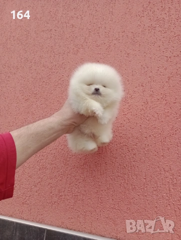 Чисто бели мини Померани. Реални снимки !!! , снимка 12 - Померан - 53895518