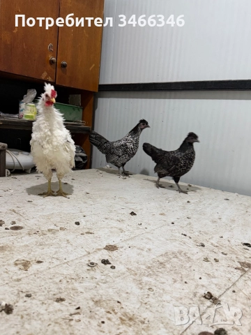 Продавам декоративни кокошки, снимка 6 - Кокошки и пуйки - 52585183