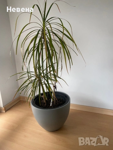 Драцени с включени в цената саксии, снимка 3 - Стайни растения - 53921999