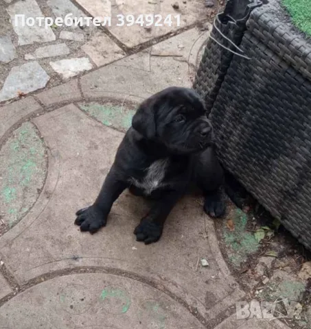 Кане Корсо Италиано