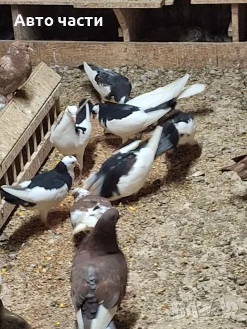 гълаби на хвърчани пазарджишки високолетачи , снимка 9 - Гълъби - 49029455