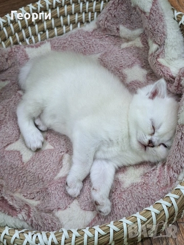Британски късокосмести, снимка 6 - Британска късокосместа - 54100765