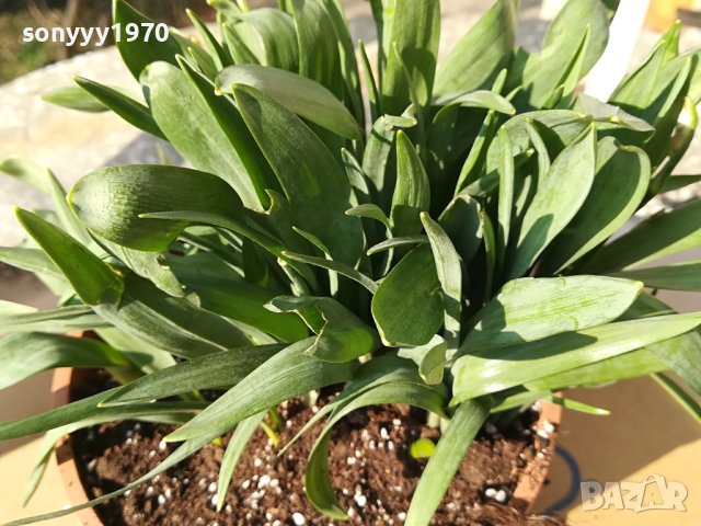 КОКИЧЕТА ЗА МОМИЧЕТА 2002241148, снимка 3 - Градински цветя и растения - 44383329