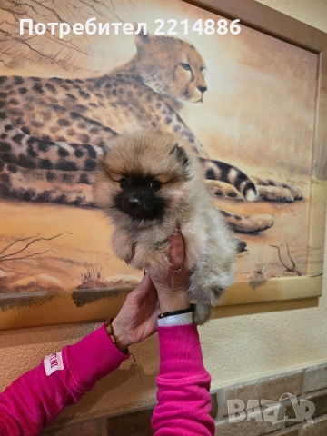 Померан женски , снимка 6 - Померан - 52939284