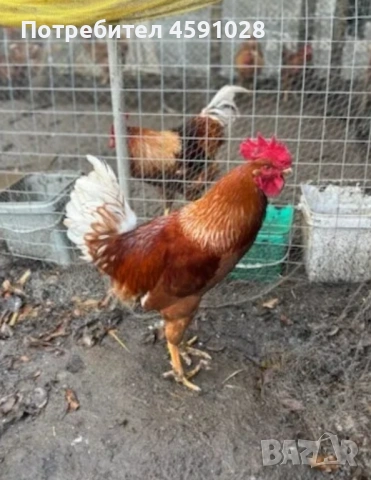 Млади петли 