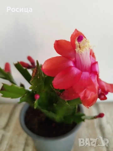 коледничета, снимка 2 - Стайни растения - 52384809