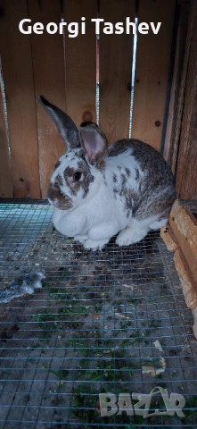 Продавам зайци и петли, снимка 10 - За птици - 54313050
