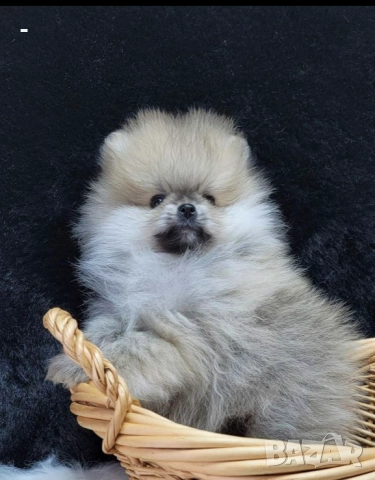 Померан, снимка 9 - Померан - 49131151