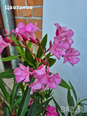Олеандър (Зокум/Лян), снимка 4 - Стайни растения - 51011953