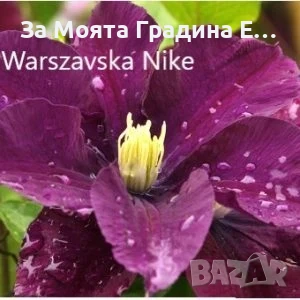 Клематис 33 вида , снимка 4 - Градински цветя и растения - 54019855