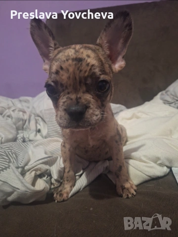 две момченца чистокръвни търсят своя дом мерлето е на 3 месца черното мерле е на 7 месца, снимка 2 - Френски булдог - 53934091