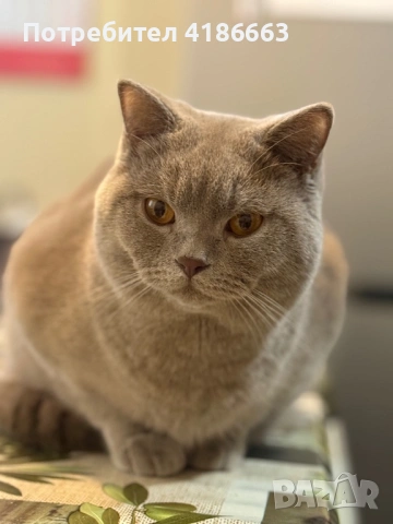 Късокосмест британец за разплод, снимка 14 - Британска късокосместа - 52215816