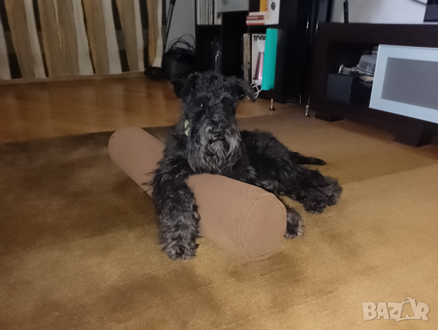  Мъжки мини шнауцер, снимка 8 - Други - 44351208