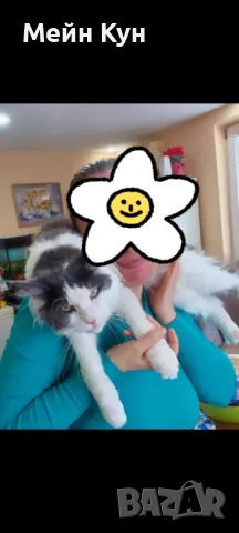 Търсим мъжки Мейн Кун с родословие, снимка 6 - Търси партньор - 44899104