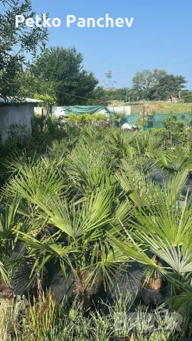 Палма Трахикарпус -22, снимка 4 - Градински цветя и растения - 50637983