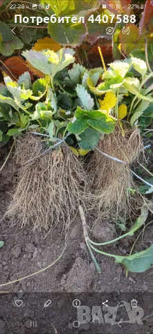 Разсад ягоди , снимка 8 - Разсади - 49528498